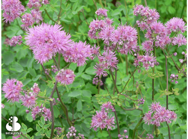 Thalictrum aquilegiifolium   'Thundercloud'